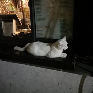 双女主炒菜真人
